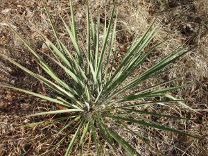 yucca