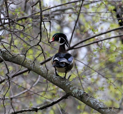 male wood duck 3
