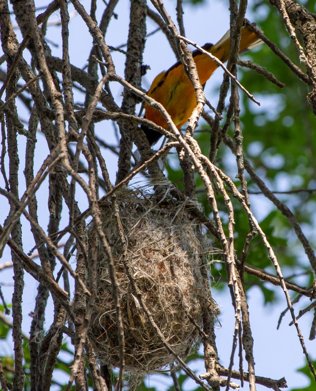 No Time to Nest (Empty or&nbsp;Not)